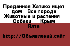 Преданная Хатико ищет дом - Все города Животные и растения » Собаки   . Крым,Ялта